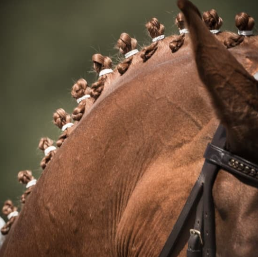 Concours hippique